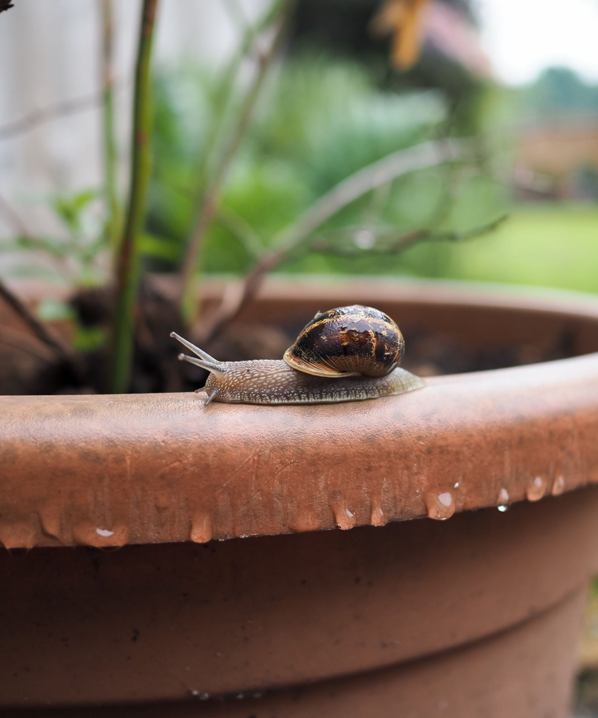 A brown-shelled slug on a garden container