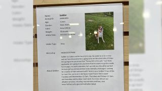 The adoption notice for Dante, a Corgi/German Shepherd mix dog