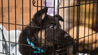 puppy in crate