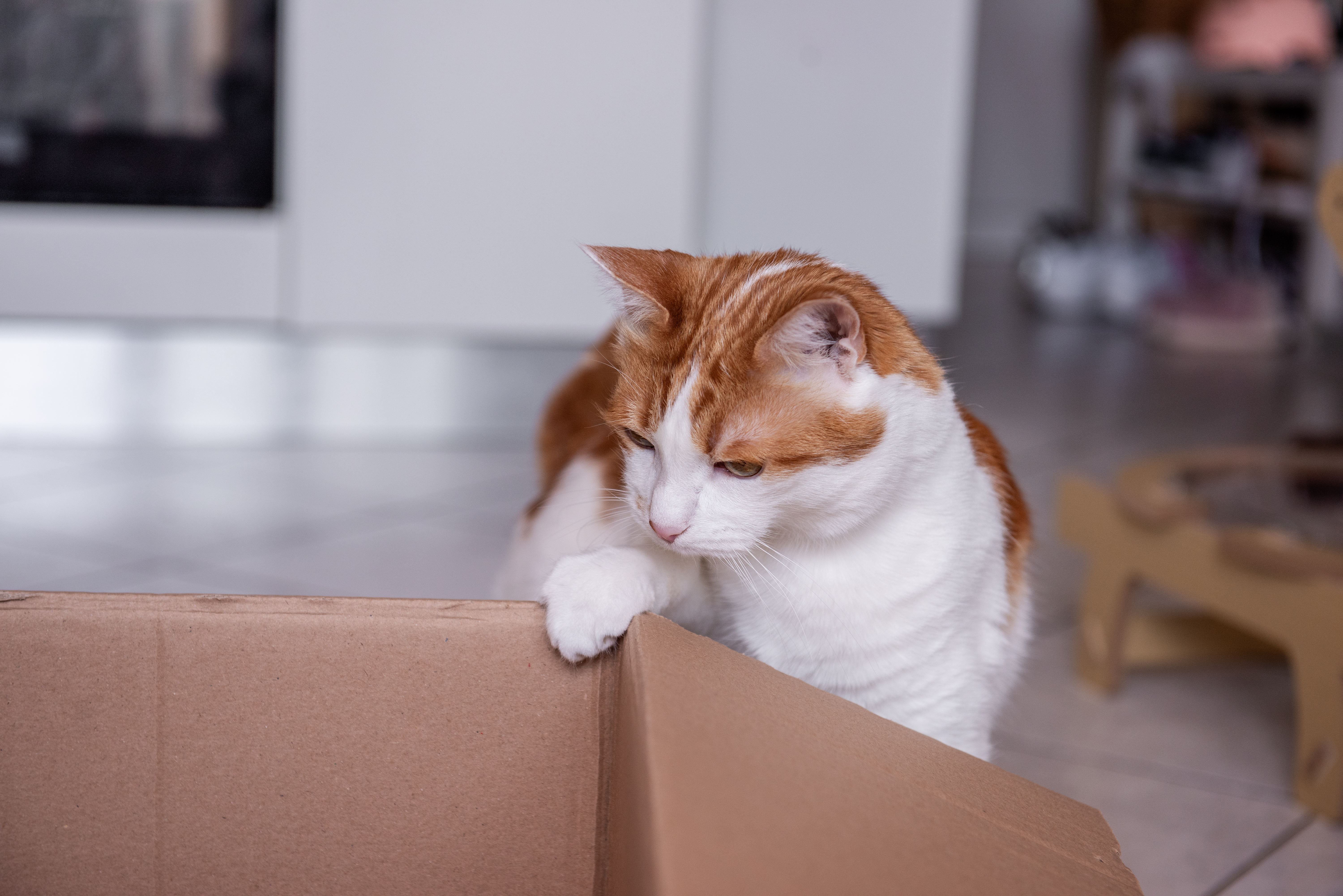 Ginger and white cat curiously peering into a cardboard box, exploring the intriguing contents within a cozy domestic environment, embodying playful feline curiosity