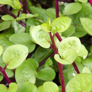 red malabar spinach 