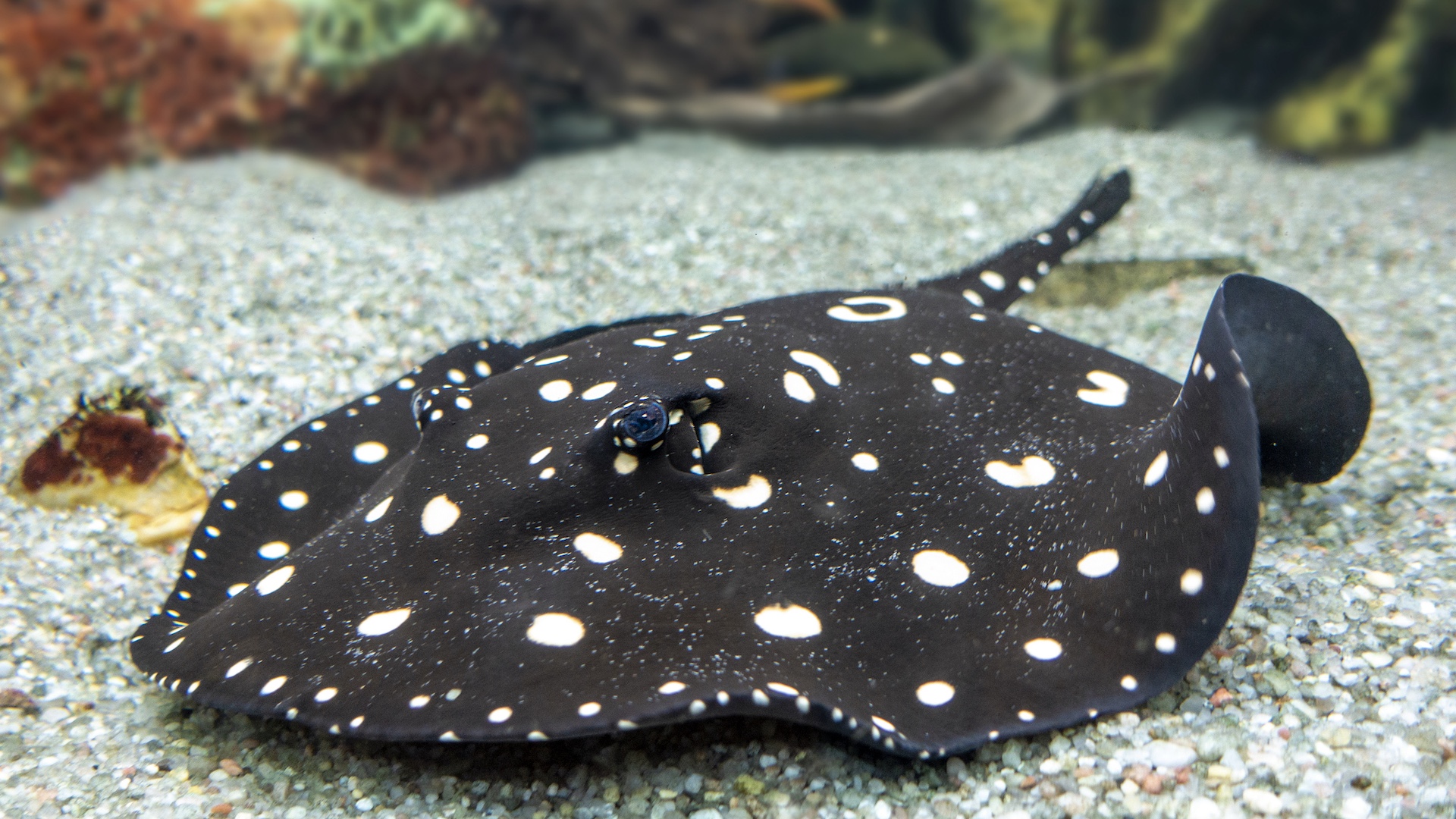 Polka dot stringray
