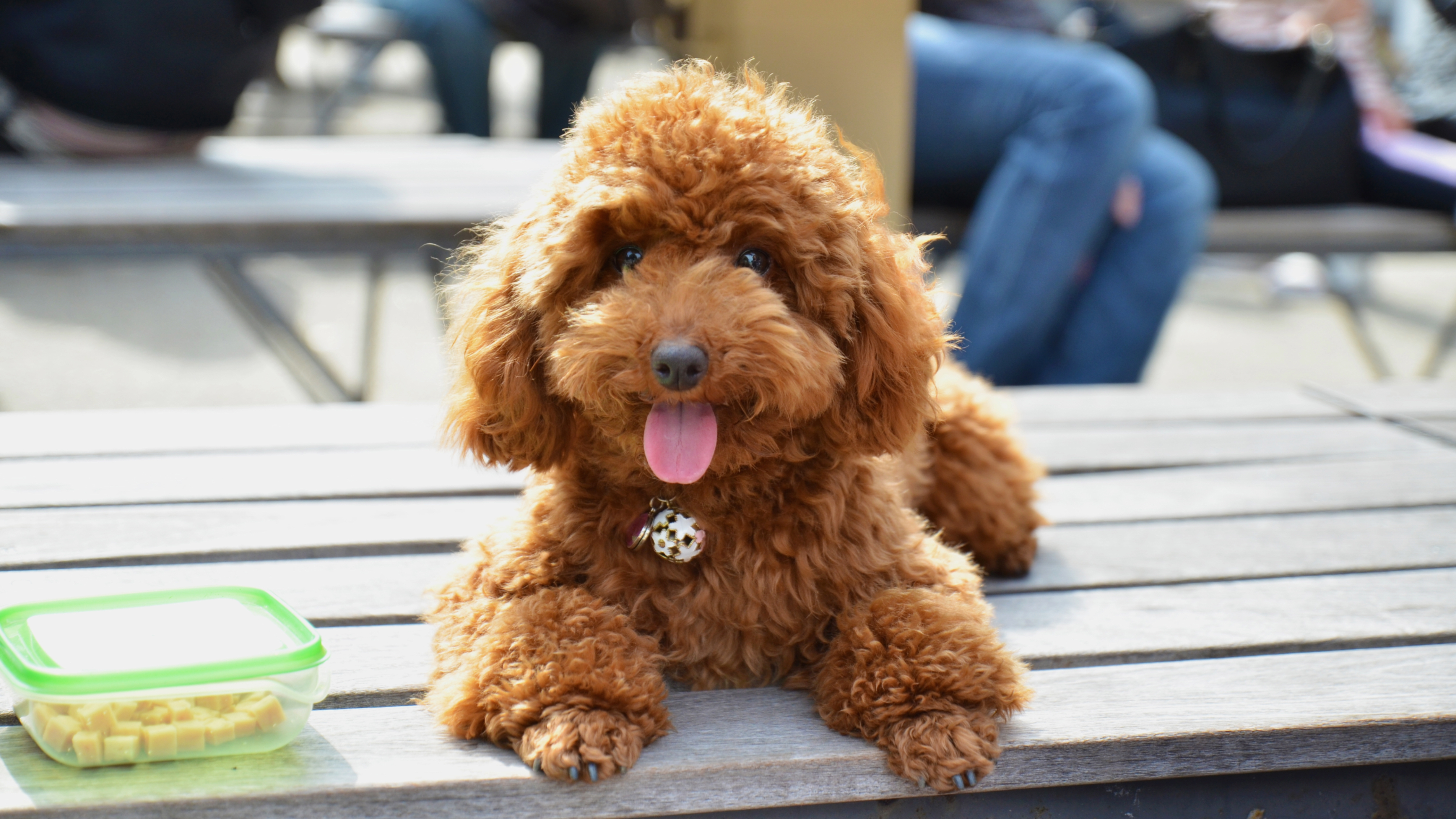 Toy poodle
