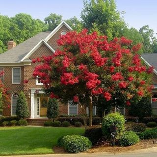 red crepe myrtle in front of brick cottage style house