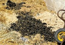 muck_heap.jpg