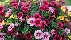 Pink, blush and yellow Calibrachoa flowers in hanging basket