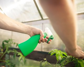 person spraying tomato plants with a solution in a greenhouse