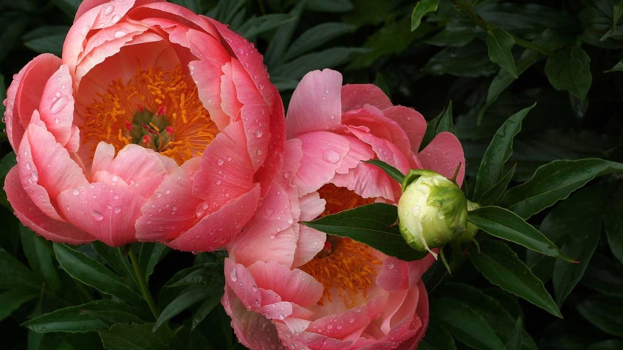 &#039;Coral Charm&#039; peony