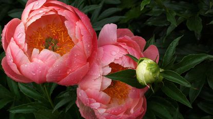 'Coral Charm' peony