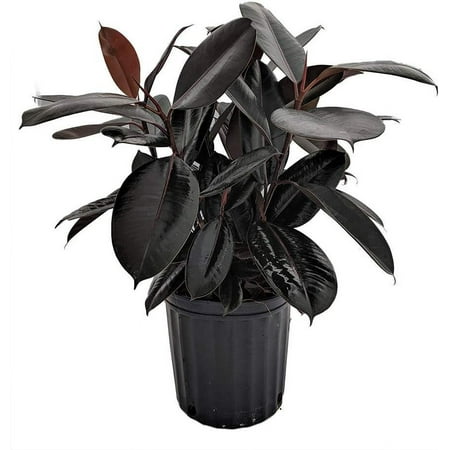 Rubber Plant - Live Plant in an 10 Inch Pot - Ficus Elastica Burgundy - Beautiful Easy Care Air Purifying Indoor Houseplant