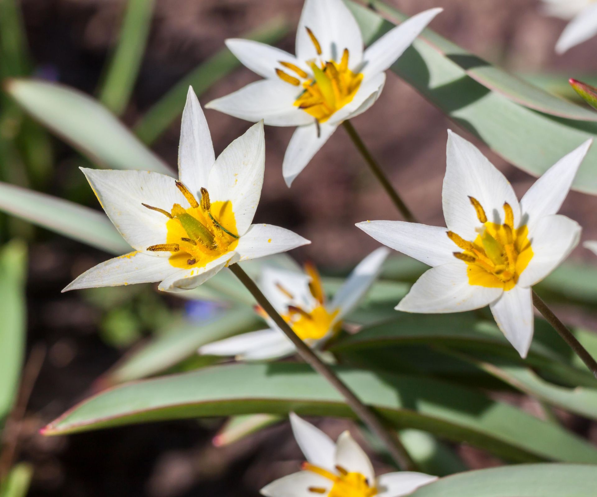 Image showcasing Best plants for a green roof: 9 options to try | Homes and Gardens