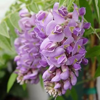 Purple wisteria flowers