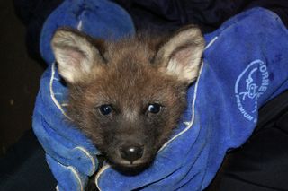 maned wolf pup at the vet