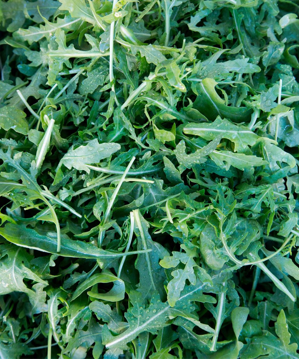 When to harvest arugula an expert guide Homes & Gardens