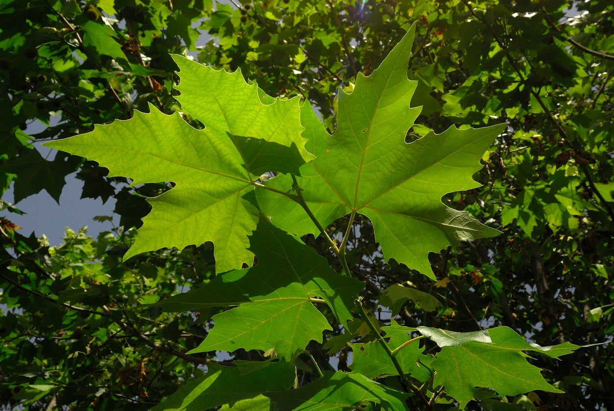 Plane Tree Leaves