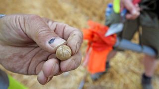 waterloo musket ball