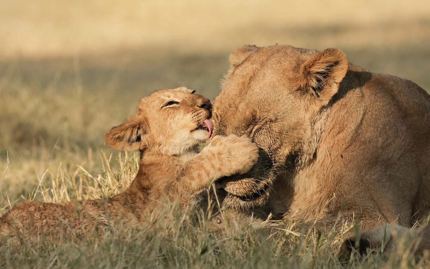 What Can Human Mothers (and Everyone Else) Learn from Animal Moms ...