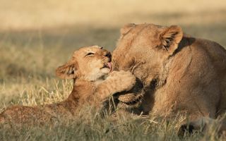 What Can Human Mothers (and Everyone Else) Learn from Animal Moms? | Live  Science