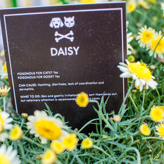 daisy plant in garden
