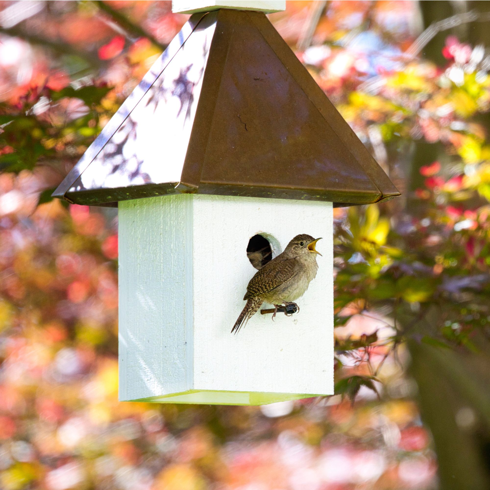 Wren perched on nest box
