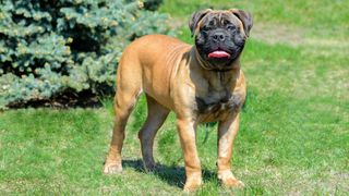 Bullmastiff