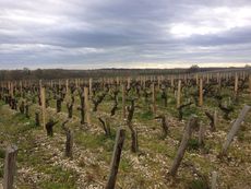 000008bd7-Vineyards_in_Pauillac.jpg