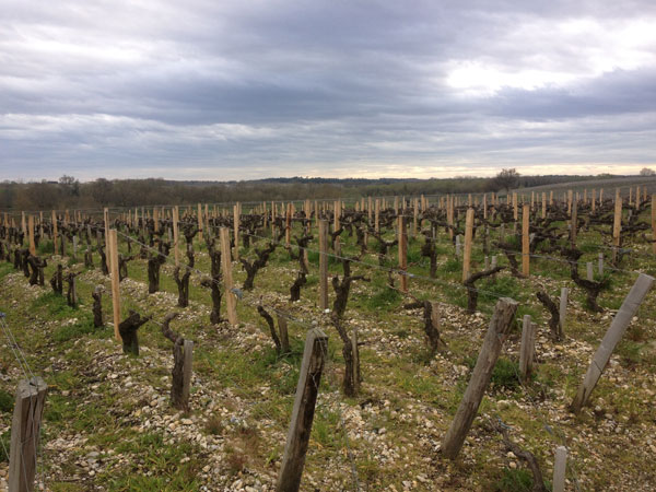 000008bd7-Vineyards_in_Pauillac.jpg