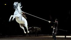 Lipizzaner