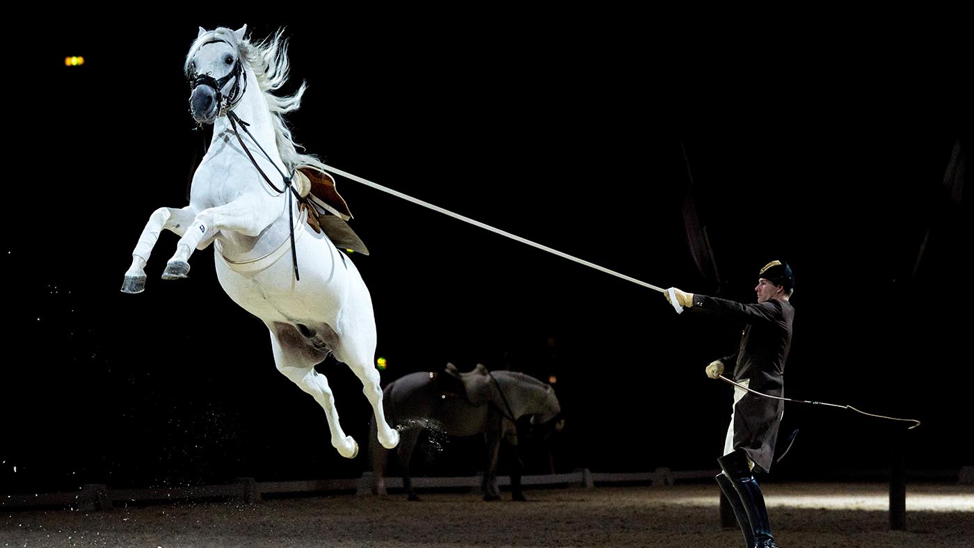 Lipizzaner
