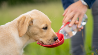 Dog drinking water from a bowl held by owner