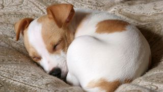 Dog sleeping in bagel position