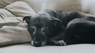 Elderly black dog lying on couch