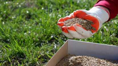 Sowing lawn seed by hand