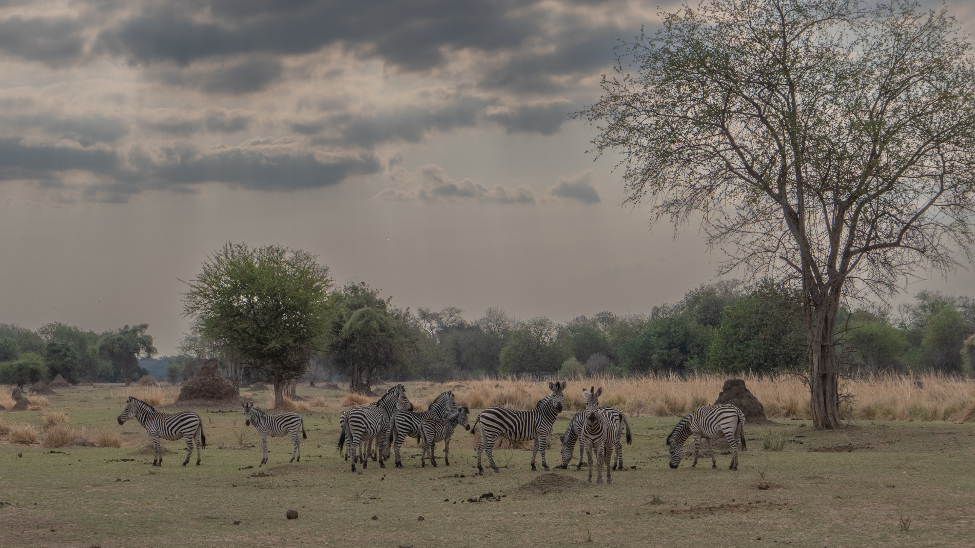 A herd of zebras in Mana Pools National Park, Zimbabwe