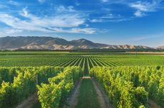 AMW vineyard
