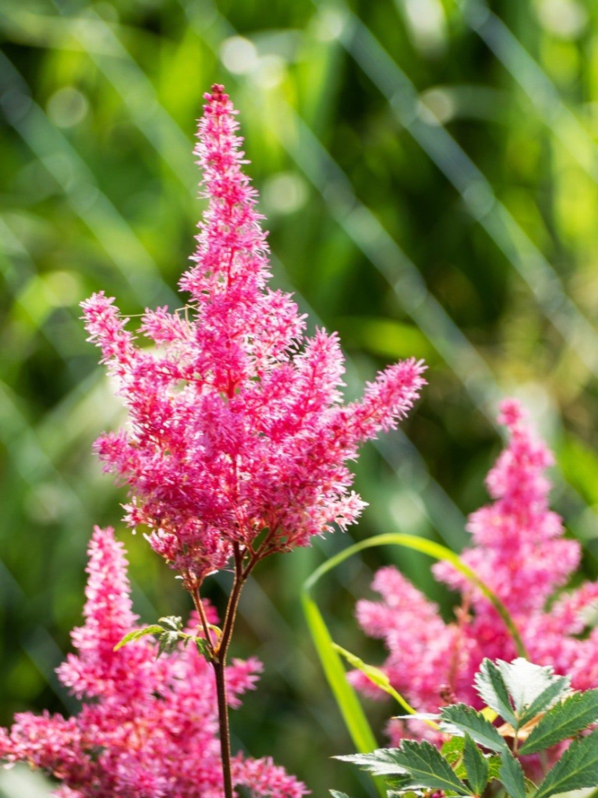 How To Fertilize Astilbe Plants - What Is The Best Fertilizer For ...