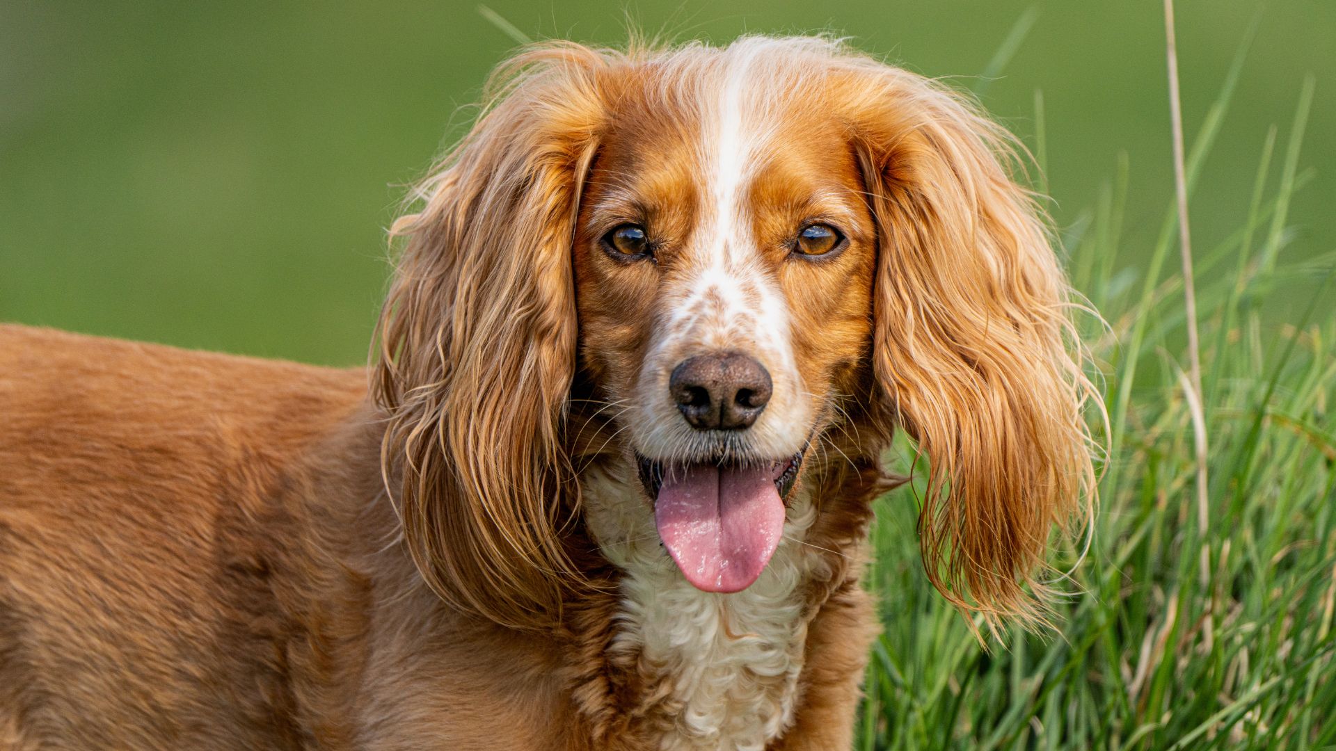 Golden brown cocker spaniel with floppy ears