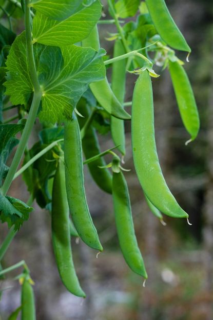 pea plant container