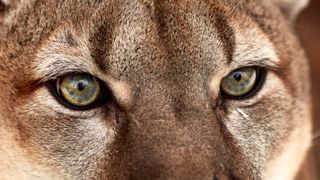 What to do if you meet a mountain lion: eyes