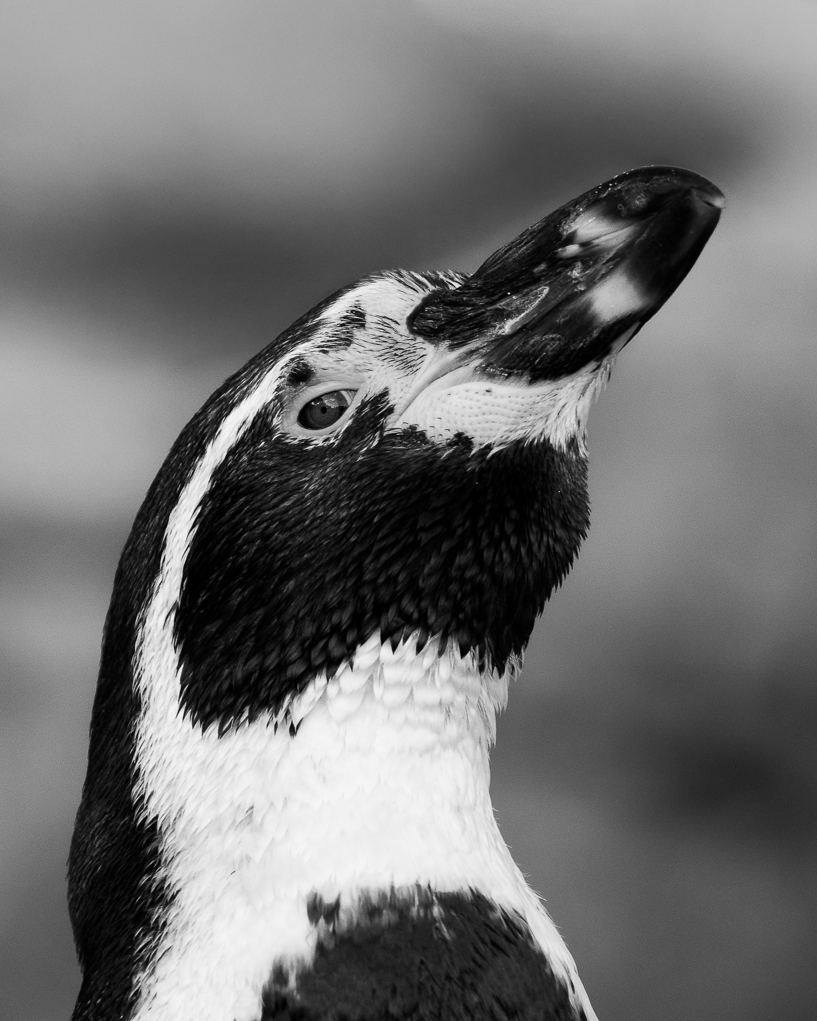 Close-up black and white photo of a penguin with a tilted head. The penguin's eye is visible, and its plumage shows sharp contrast. The background is blurred