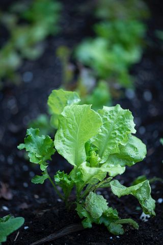 lettuce seedlings in vegetable plot in how to grow lettuce