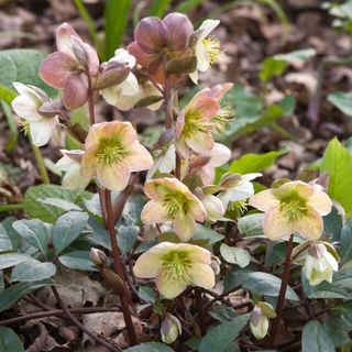 Purple-pink hellebores with green leaves growing amongst dead leaves