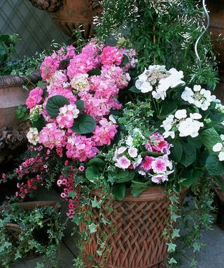 summer container planted up with jasmine and pelargoniums