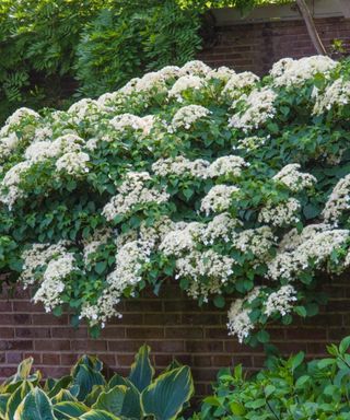 A backyard with a dark brick wall with white hydrangeas hanging above it and leafy plants below it