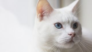 Turkish Angora