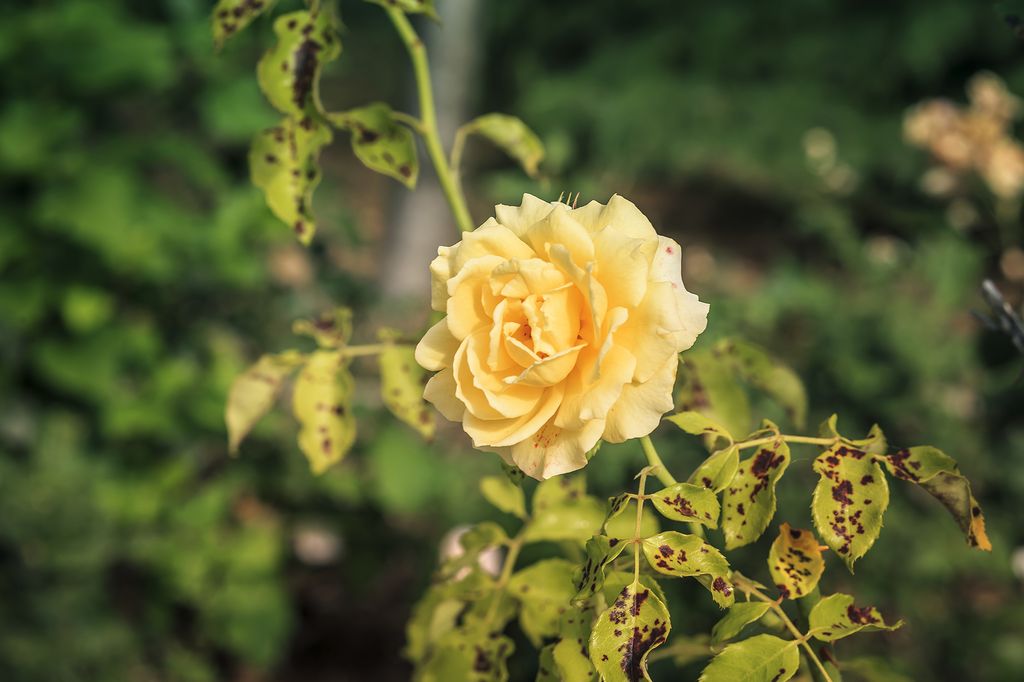 Why are my rose leaves turning yellow? Homes & Gardens