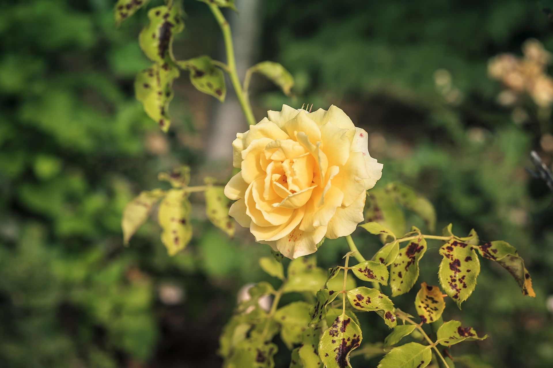Why are my rose leaves turning yellow? Homes & Gardens