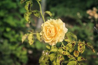 Yellow rose with blackspot