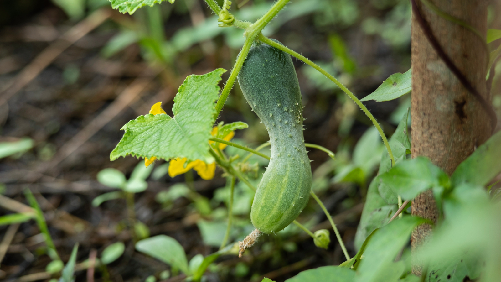 Peanut shaped cucumber on vine
