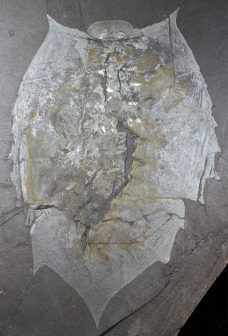 The soft-bodied trilobite-like arthropod Helmetia expansa lived during the middle Cambrian. The oval plate at the top of the creature's head, the anterior sclerite, is overlaid by what is likely the creature's white, circular eyes.